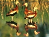 2argentina-ducks