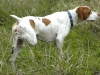 2argentina-hunting-dog-point