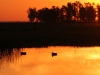 2wsa-ducks-on-a-pond