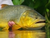 2wsa-golden-dorado