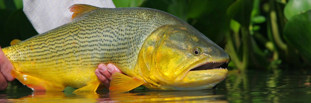 wsa-golden-dorado
