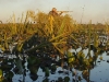 duck-banner