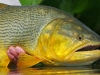 wsa-golden-dorado