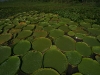 arg-giant-lily-pads-2a-300-dpi