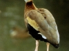 black-bellied-whistling-duck-4