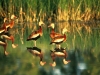 black-bellied-whistling-duck-5