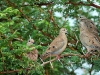 eared-dove