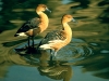 fulvous-whistling-duck-good-photo