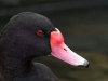 rosy-billed-pochard-close-up