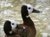 white-faced-whistling-duck